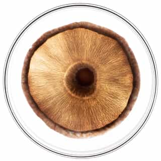 Phytocyane TRATAMIENTO ANTICAÍDA HOMBRE