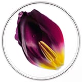 Phytocyane TRATAMIENTO ANTICAÍDA MUJER